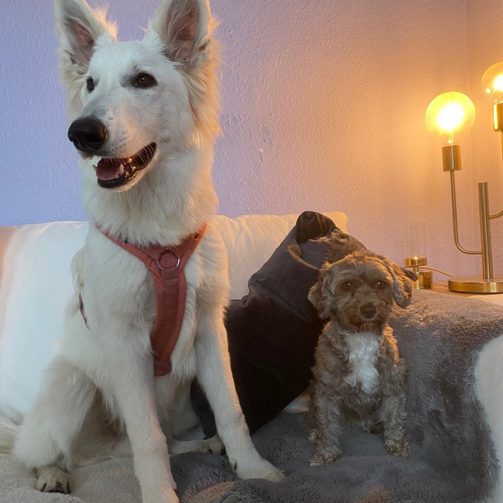 Hundetreffen-SOCIAL WALK, Trainingsspaziergang-Profilbild