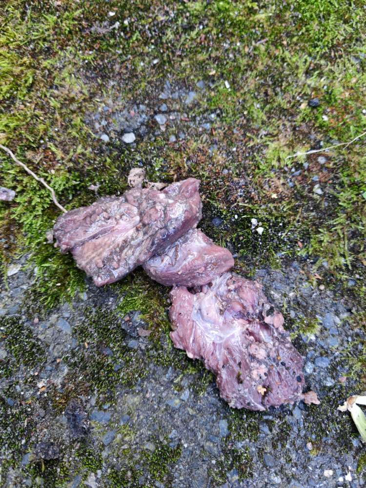 Giftköder-Rohes Fleisch-Profilbild