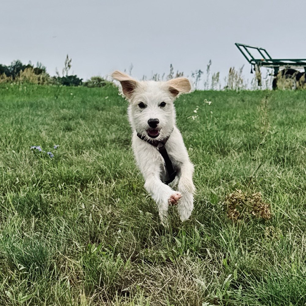 Hundetreffen-Welpen / Junghund Treff-Profilbild