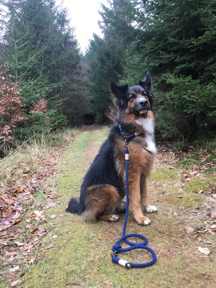 Hundetreffen-Gemeinsam Gassi-Profilbild