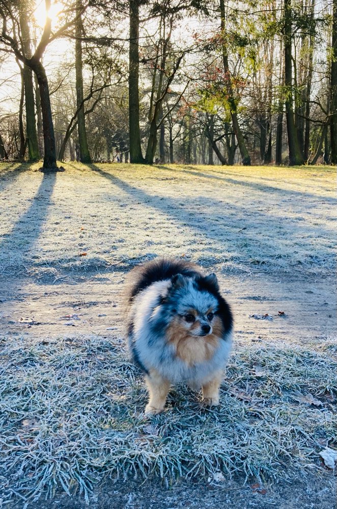 Hundetreffen-Pomeranian Playdate im Mauerpark-Profilbild