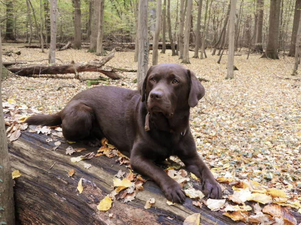 Hundetreffen-Social Walk-Profilbild