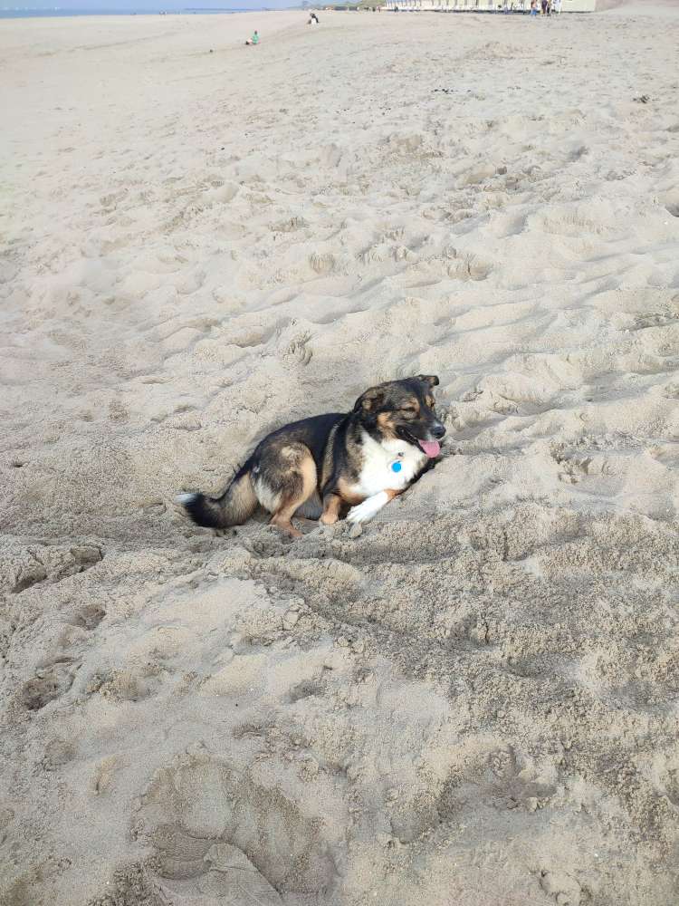 Hundetreffen-Hunderunde am Kanal-Profilbild