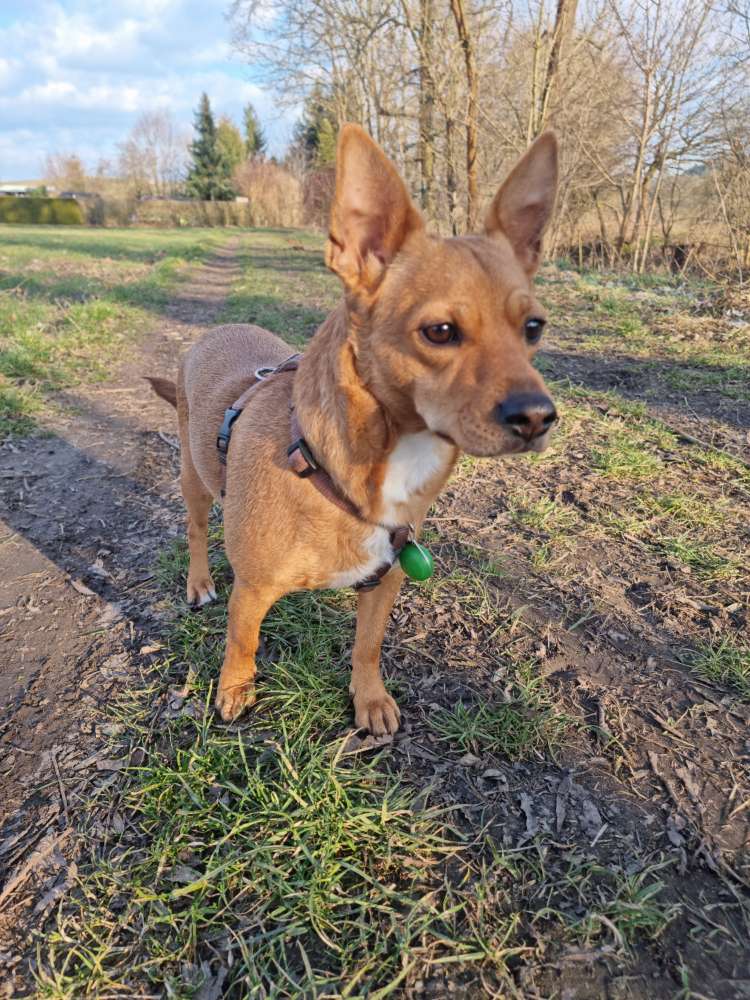 Hundetreffen-Spielrunde in Zöllnitz-Profilbild