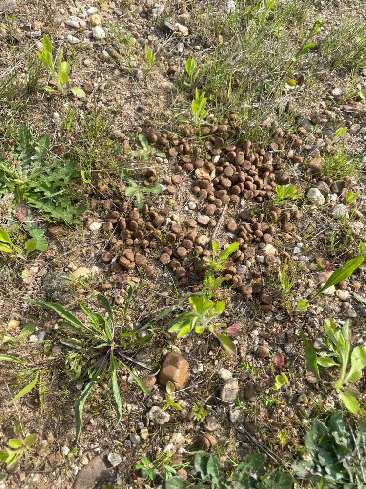 Giftköder-Evtl. Giftköder / Trockenfutter-Profilbild