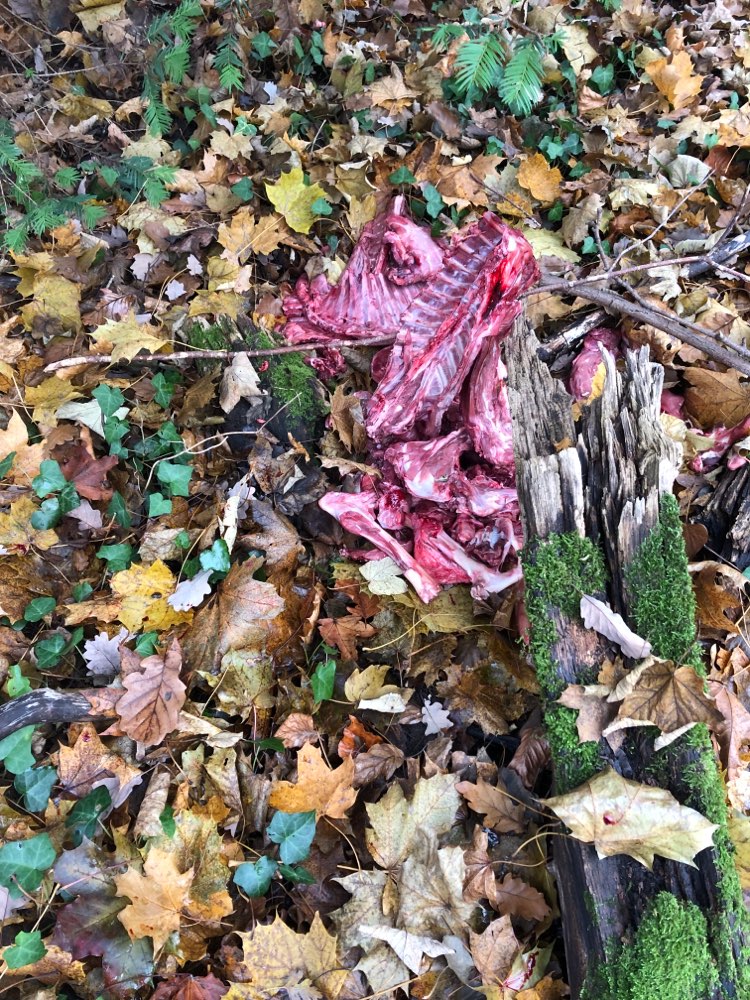 Giftköder-Ausgelegte Knochen-Profilbild