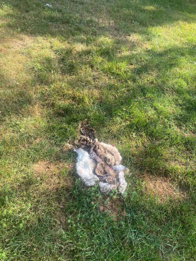 Giftköder-Hasen Kadaver !-Profilbild