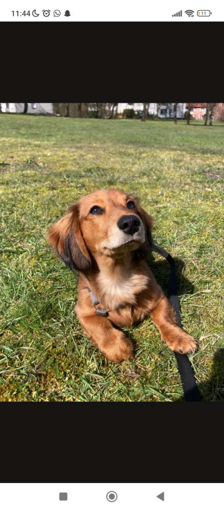 Hundetreffen-Spielrunde-Profilbild