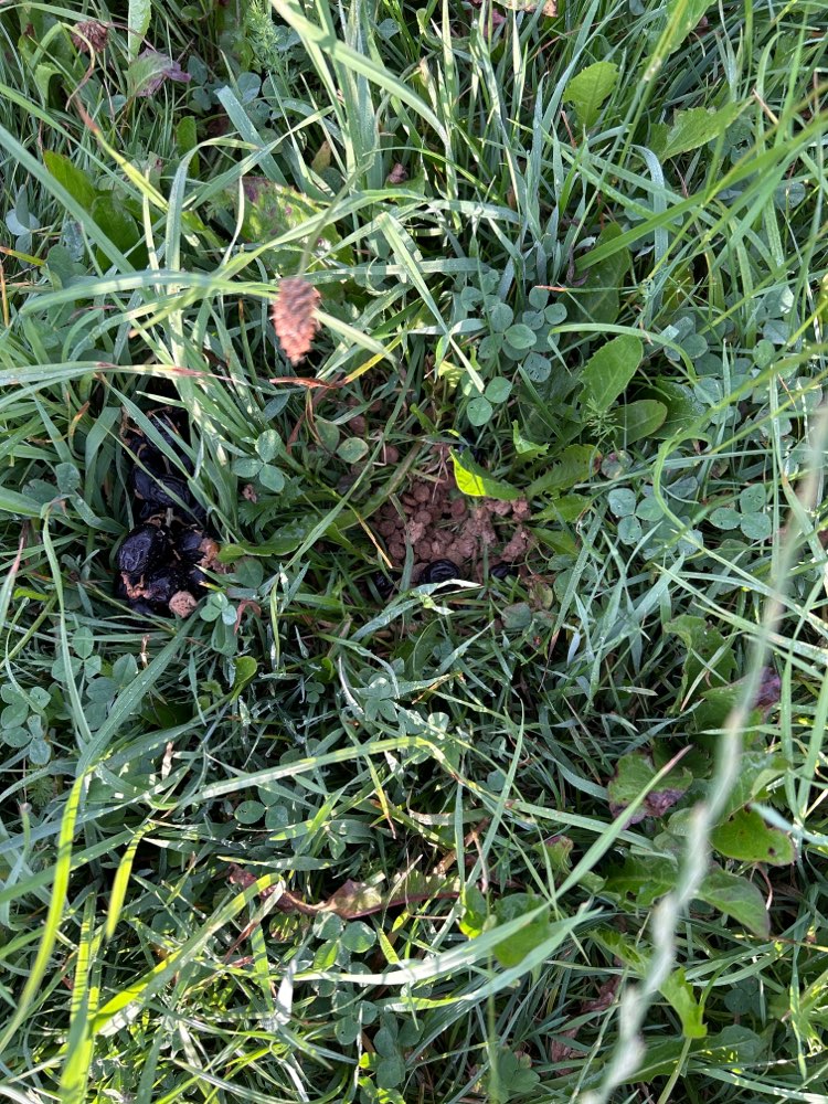 Giftköder-Vermutlicher Giftköder-Profilbild