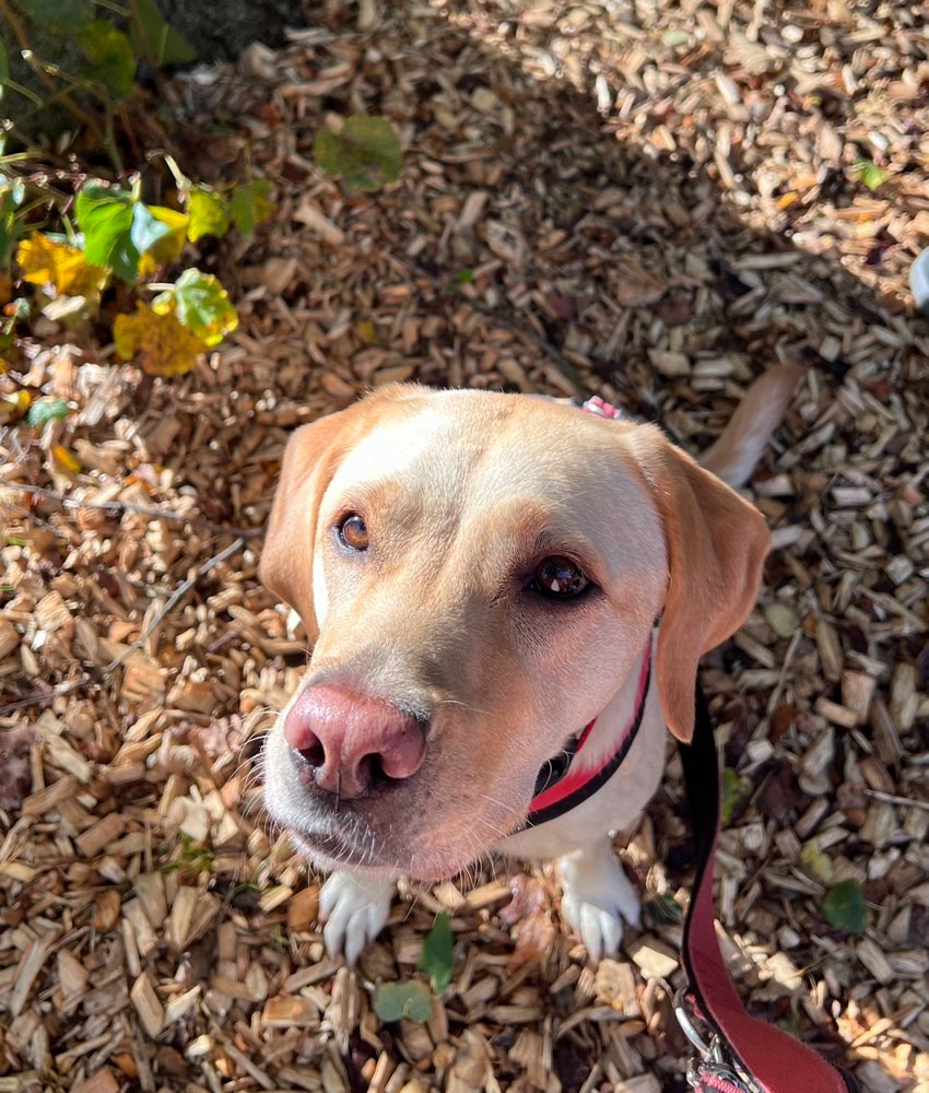 Hundetreffen-Spielfreund-Profilbild