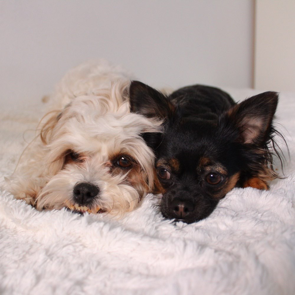 Hundetreffen-Social Walk, gemeinsames Training, Spielrunden-Profilbild