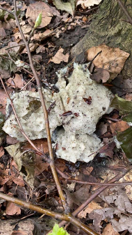 Giftköder-Giftköder im Stadtwald-Profilbild