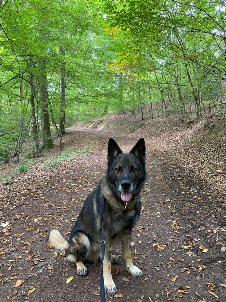 Hundetreffen-Hundespaziergang in Bad Honnef-Profilbild