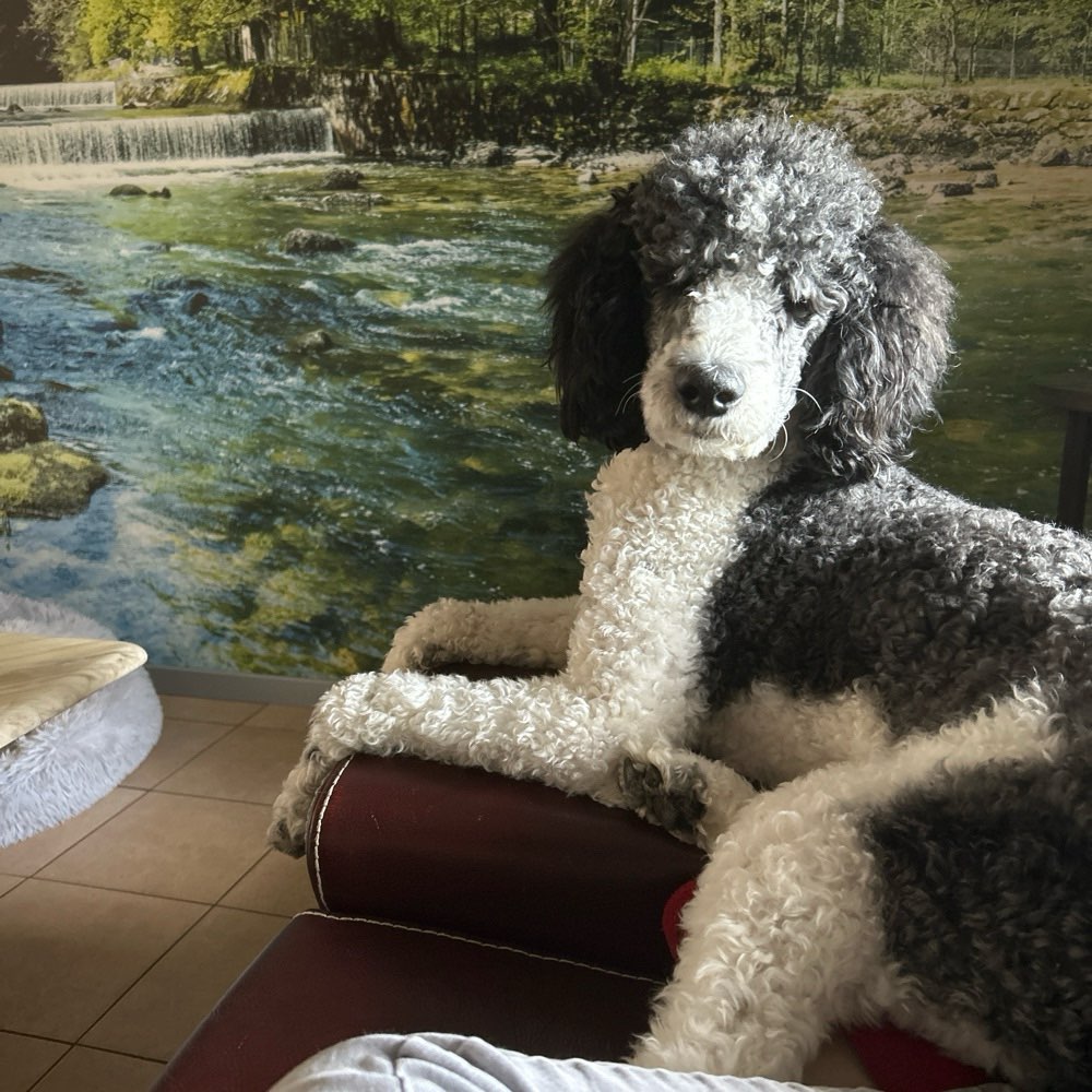 Hundetreffen-Hundetreffen Malchin-Profilbild