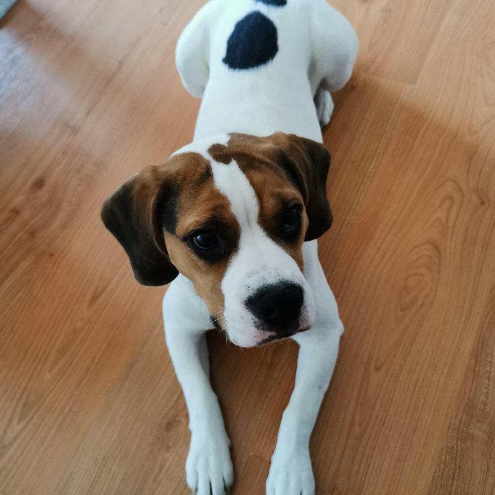 Hundetreffen-Spielpartner-Profilbild