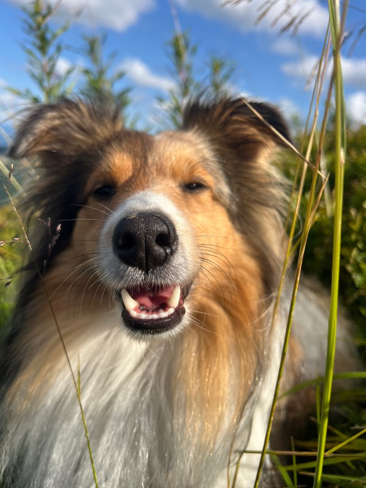 Hundetreffen-Playtime-Profilbild