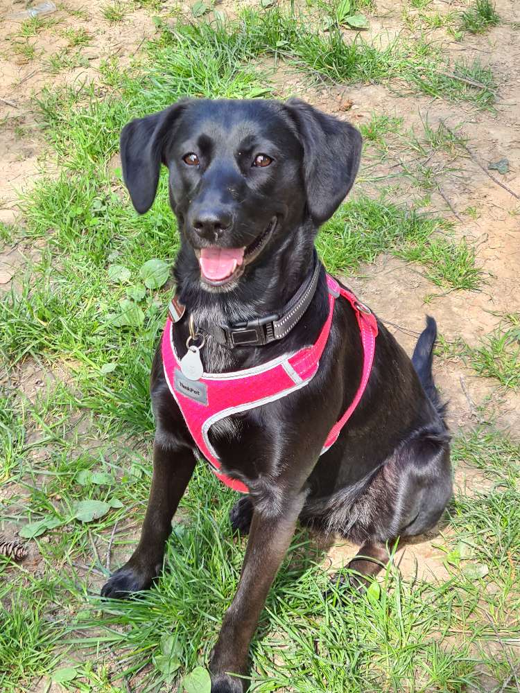 Hundetreffen-Spielrunde-Profilbild