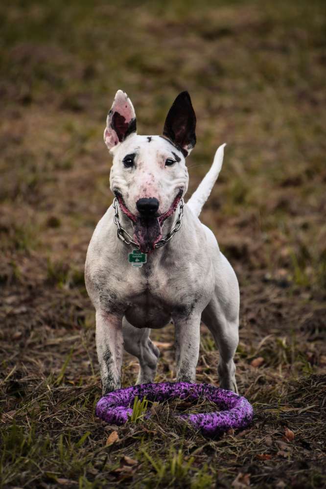 Hundetreffen-Canicross und gern danach noch ne Runde toben :)-Profilbild