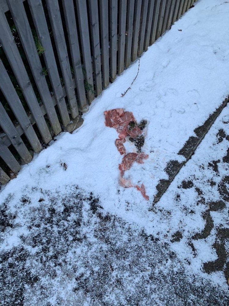 Giftköder-Rohes Fleisch-Profilbild