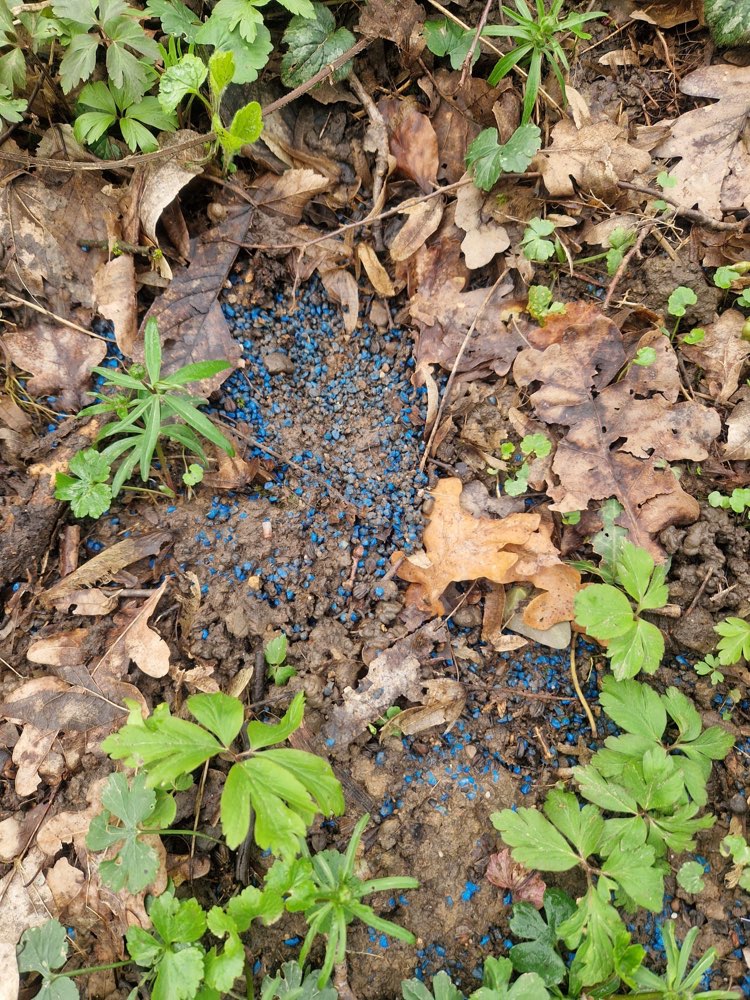 Giftköder-Evtl Rattengift Kammgarnspinnerei-Profilbild