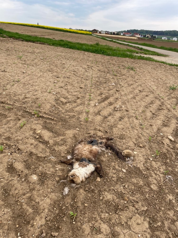 Giftköder-Toter Marder in Pietenfeld-Profilbild