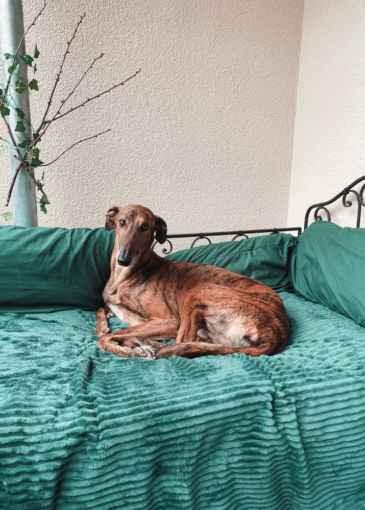 Suchmeldung-Chaos-Profilbild