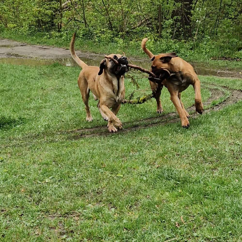 Hundetreffen-Kategorie: Schwergewicht 😁-Profilbild