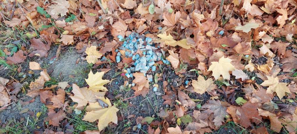 Giftköder-Giftköder-Profilbild