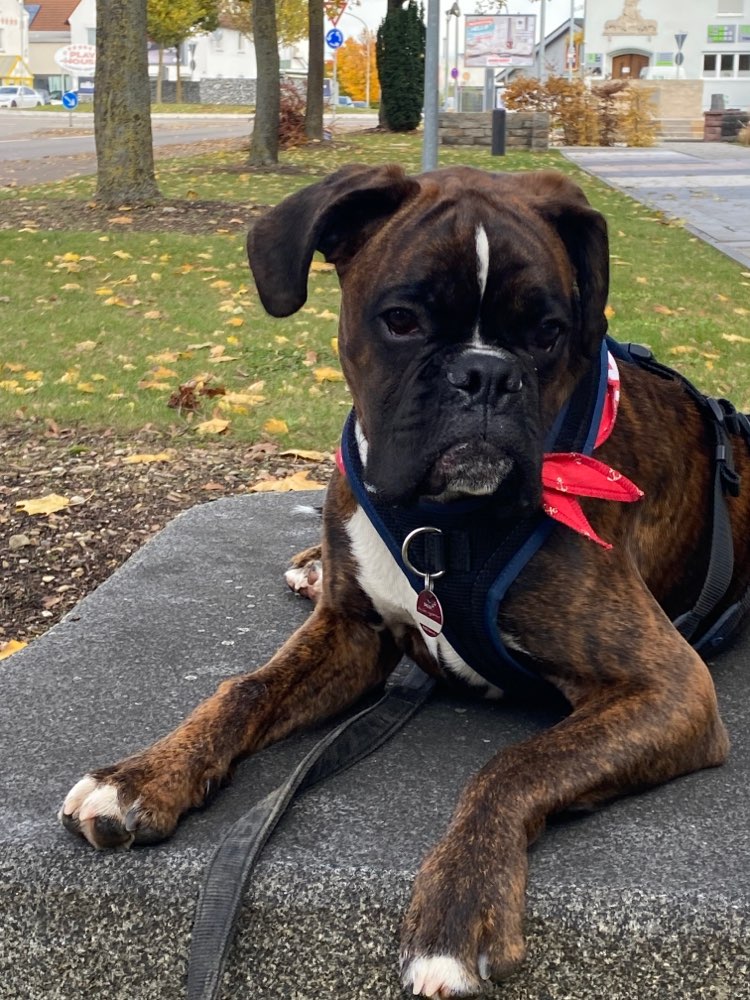 Hundetreffen-Boxerkunge 7 Monate sucht Freunde für gemeinsames Gassi-Profilbild