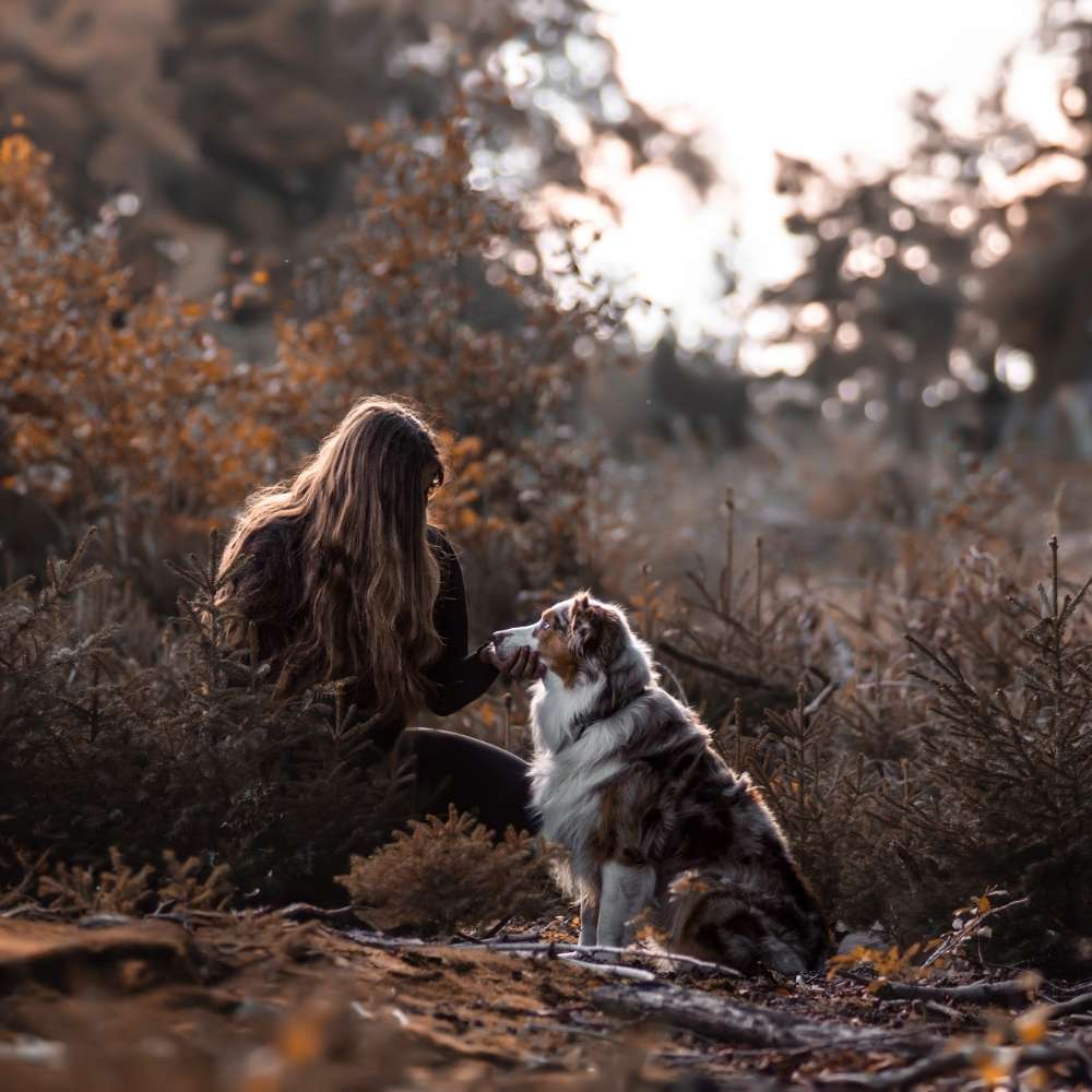 Hundetreffen-Waldspaziergang mit wunderschönen Hundebildern-Profilbild