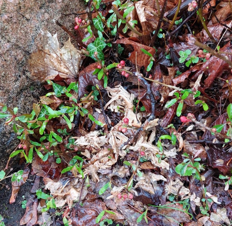 Giftköder-Möglicher Giftköder-Profilbild