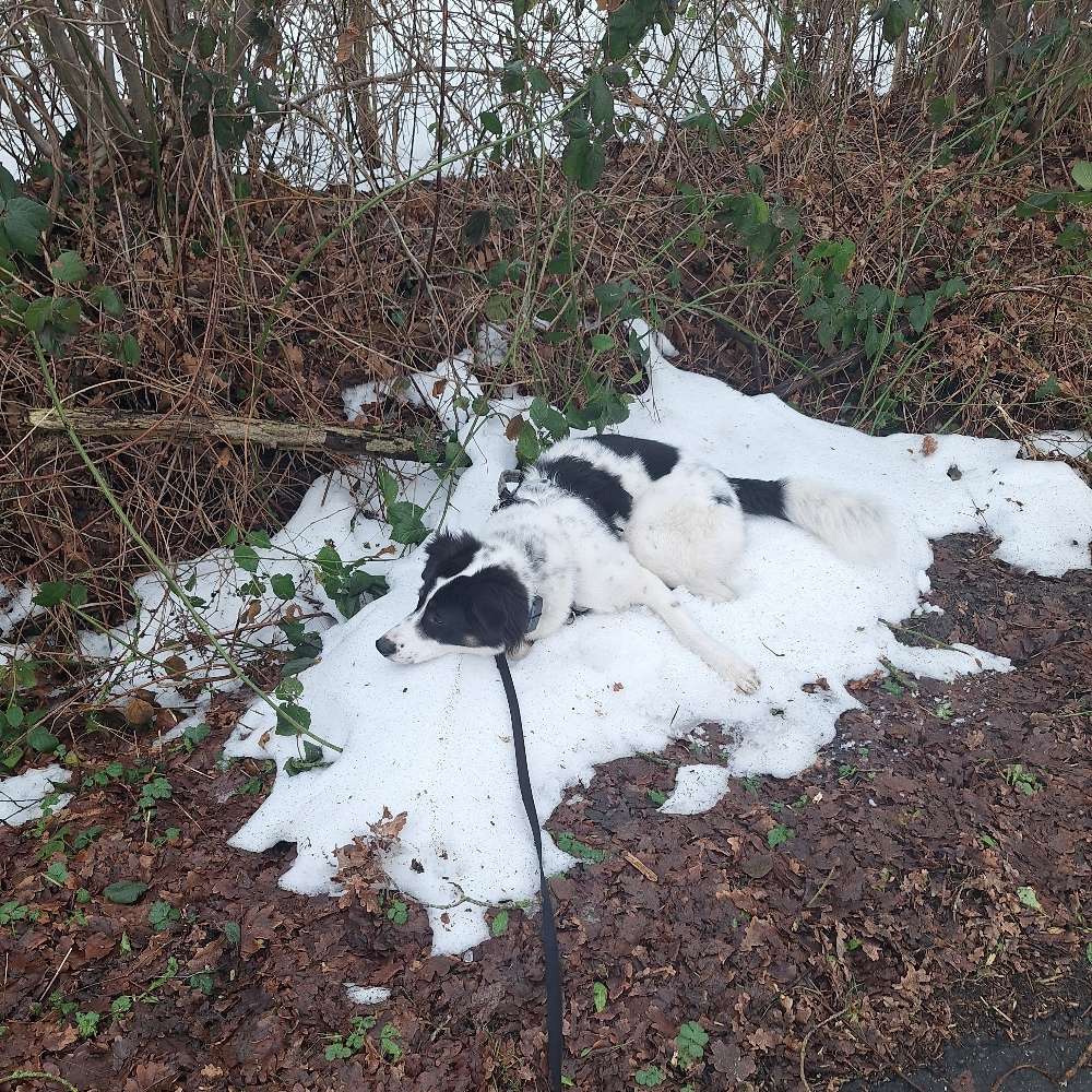 Hundetreffen-Spaziergänge / Hundebegegnungen-Profilbild