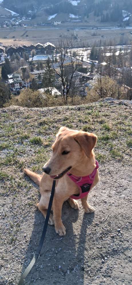 Hundetreffen-Gassifreunde im Süden Salzburgs gesucht-Profilbild