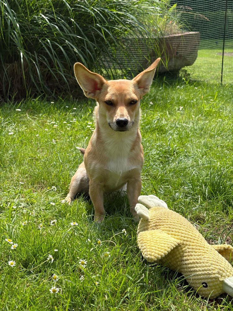 Hundetreffen-Spieldate und Begegnungstraining-Profilbild