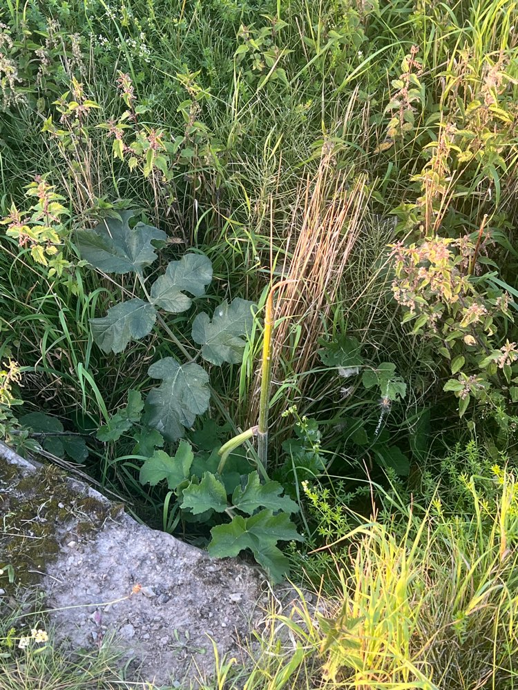 Giftköder-Bärenklau am Feldweg-Profilbild