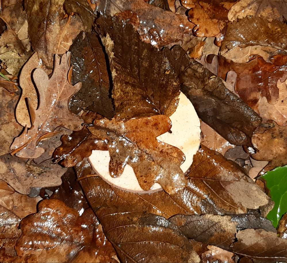 Giftköder-Fleischwurst-Profilbild