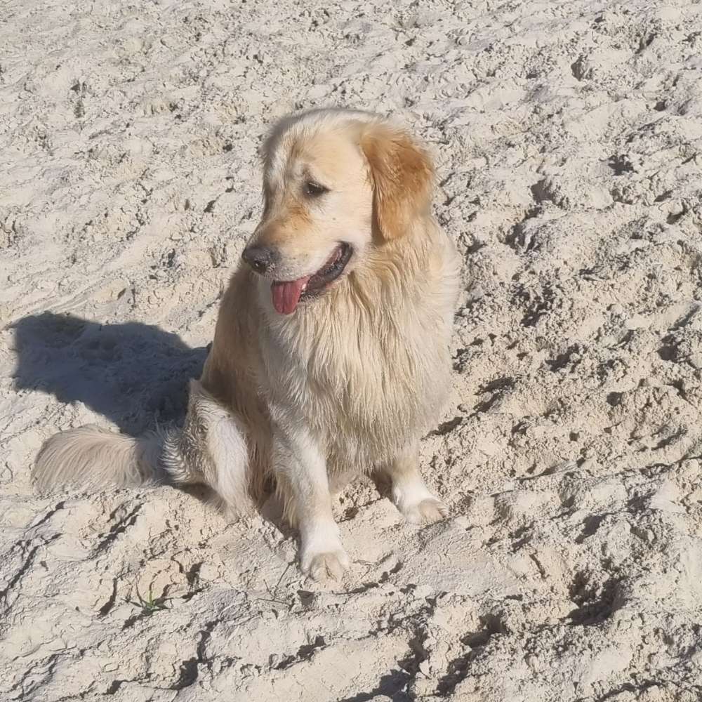 Hundetreffen-Spaziergang-Profilbild