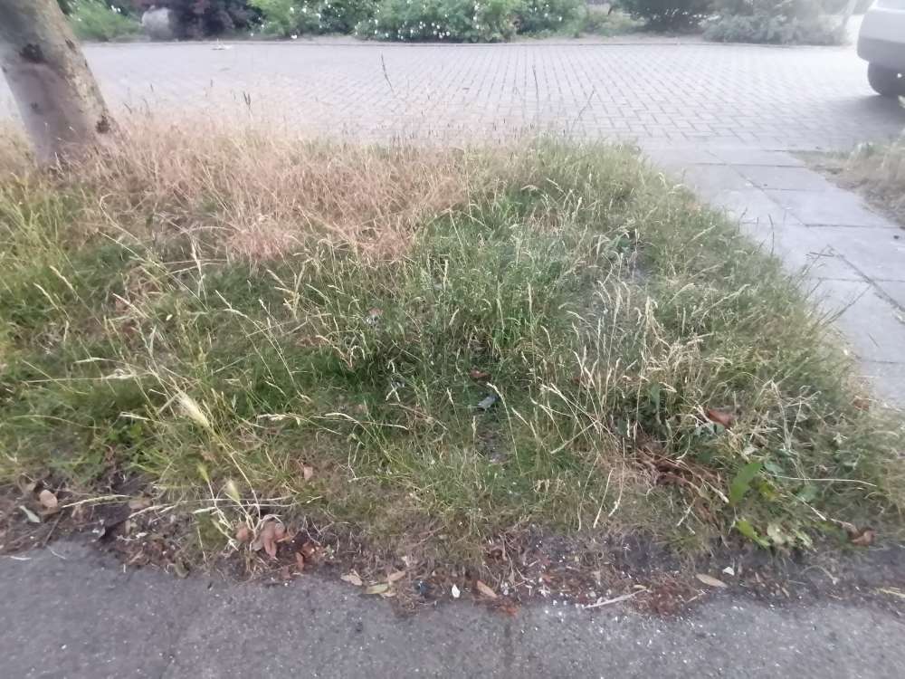 Giftköder-Weißes Pulverzeug-Profilbild