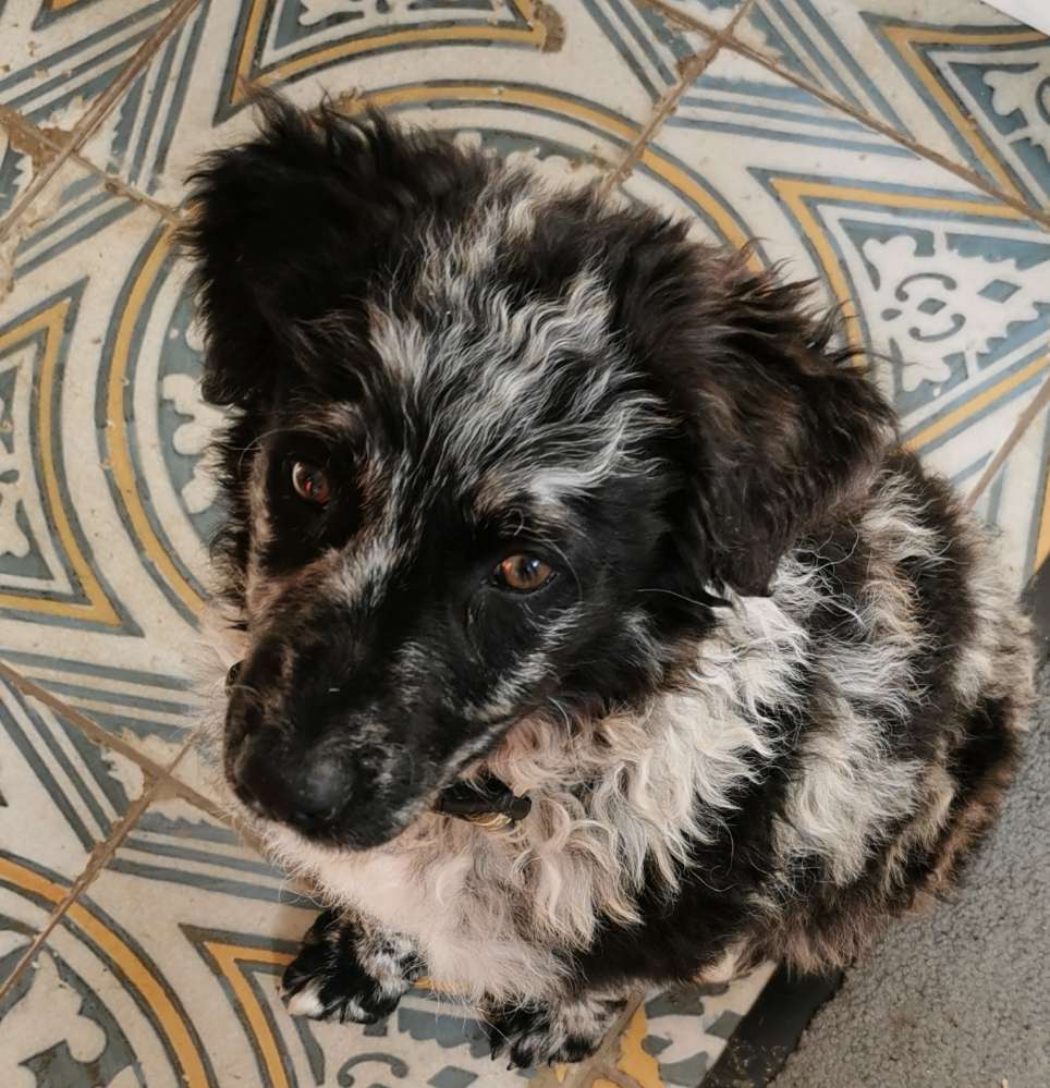 Hundetreffen-Welpentreff Spielrunde-Profilbild