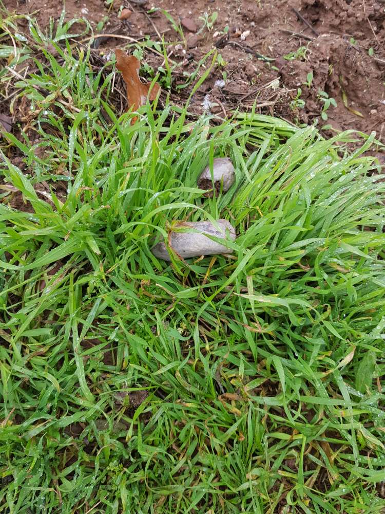 Giftköder-Giftköder-Profilbild