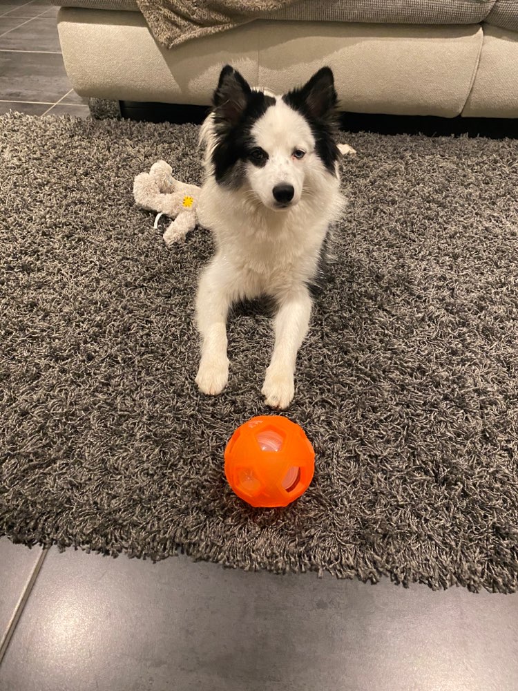 Hundetreffen-Längere Spaziergänge am Wochenende-Profilbild