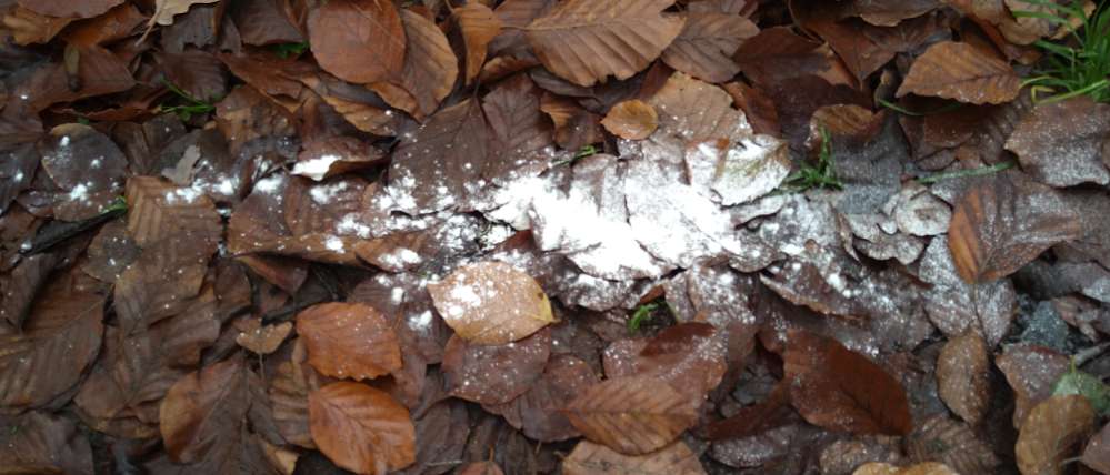 Giftköder-Weißes Pulver an 2 Stellen-Profilbild