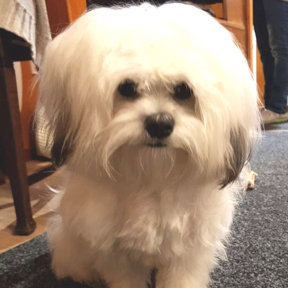 Hundetreffen-Kleinhundtreffen Rastede-Profilbild