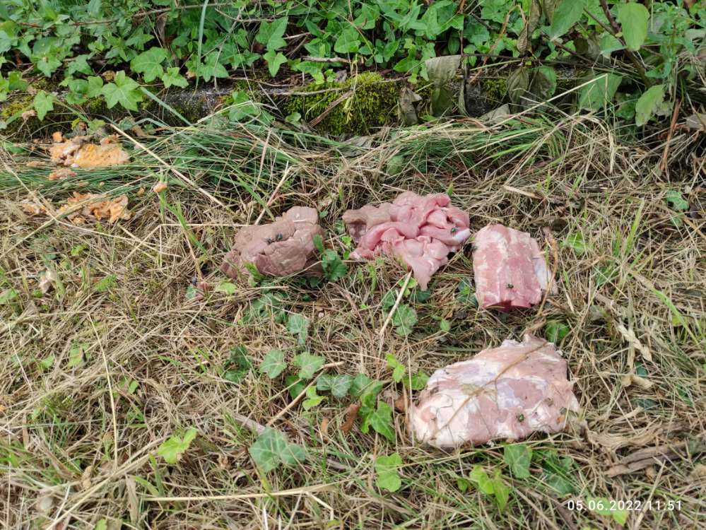 Giftköder-Erneut ausgelegtes Fleisch-Profilbild