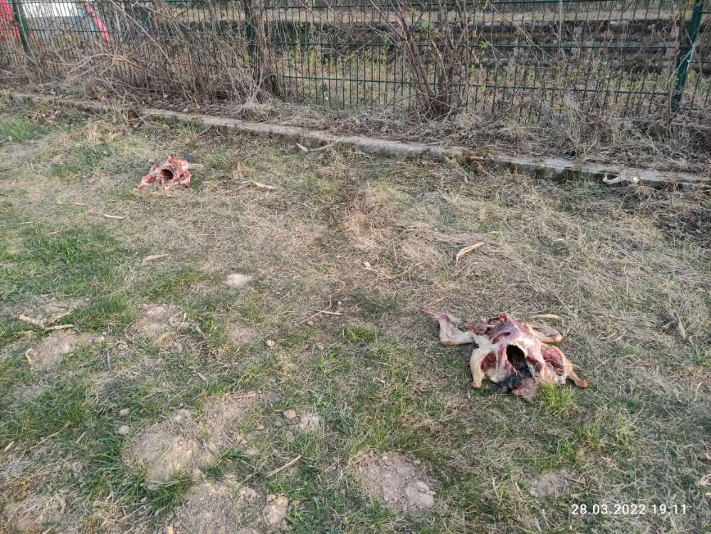 Giftköder-Fleischreste-Profilbild