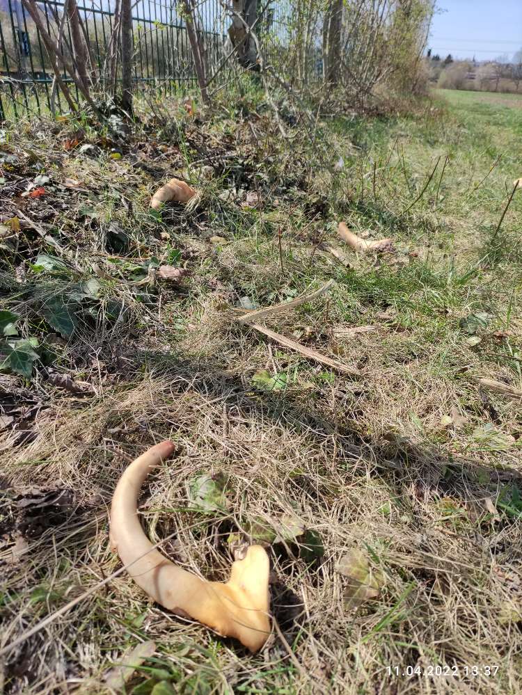 Giftköder-Fleischreste-Profilbild