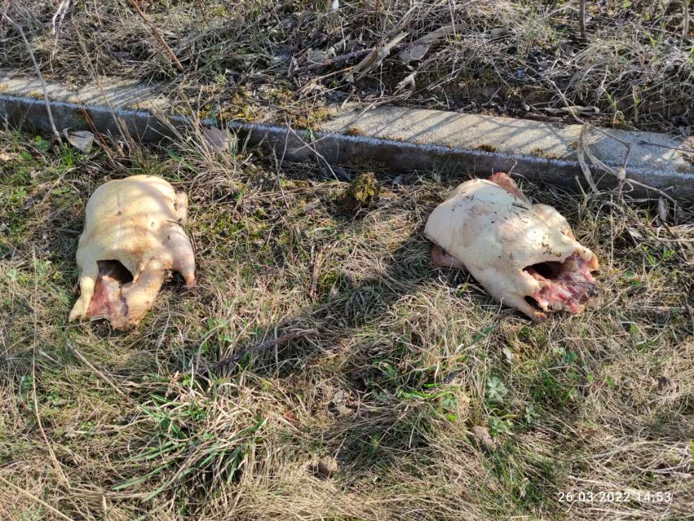 Giftköder-Möglicher Köder-Profilbild