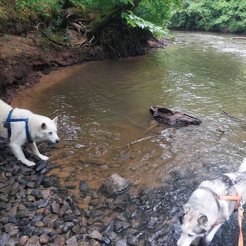 Hundetreffen-Gemeinsame Spaziergänge/ Wanderungen-Profilbild