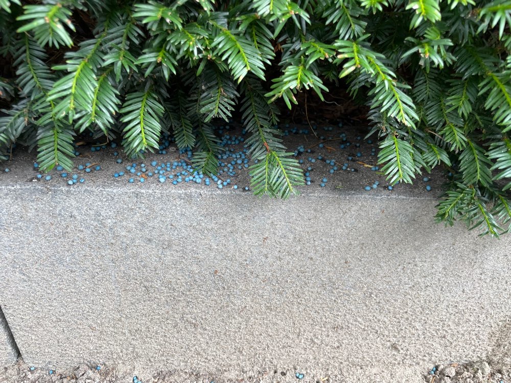 Giftköder-Blaukorn-Profilbild