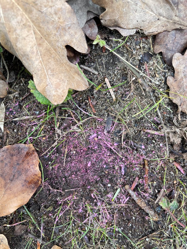 Giftköder-Komische lila Masse-Profilbild